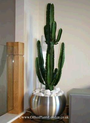 brushed metal sphere with euphorbia cactus