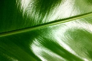 asplenium leaf close up