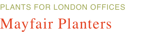 PLANTS FOR LONDON OFFICES 